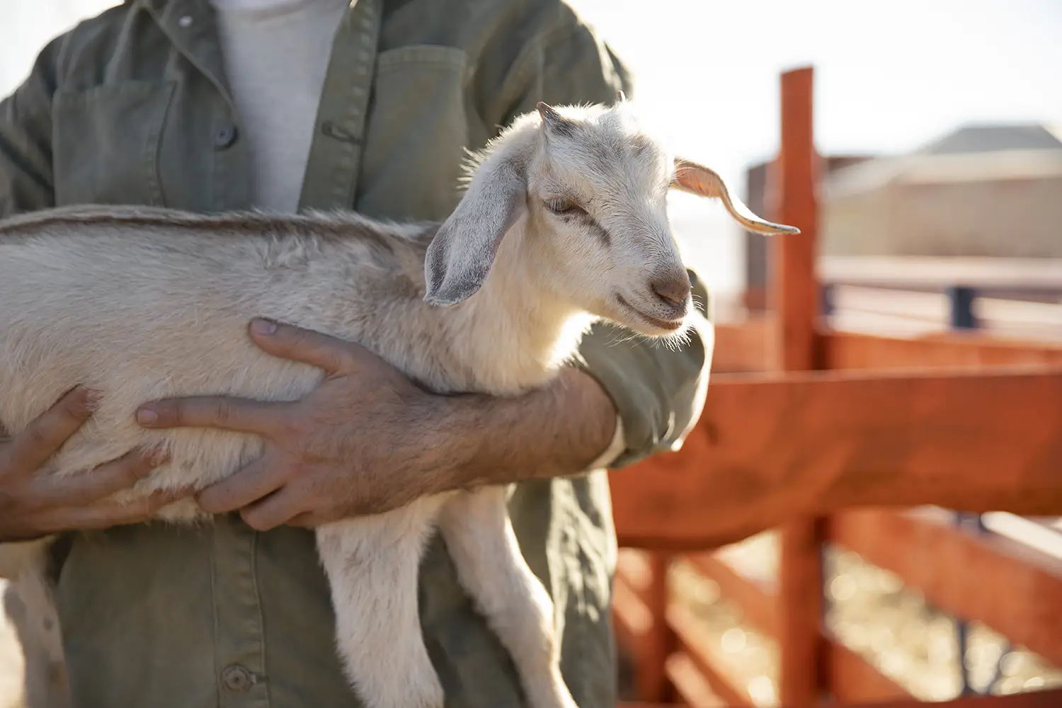 Kurbanlık Seçerken Yapılan Yaygın Hatalar ile Doğru Seçim Rehberi